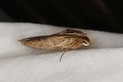 Hippotion velox