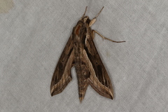 Hippotion velox