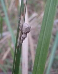 Leptopius tetraphysodes