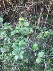 Dovyalis rhamnoides