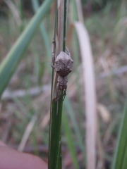 Leptopius tetraphysodes