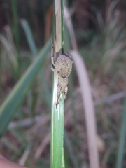 Leptopius tetraphysodes