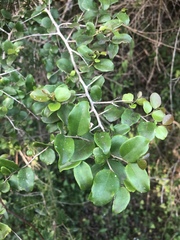 Dovyalis rhamnoides
