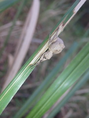 Leptopius tetraphysodes