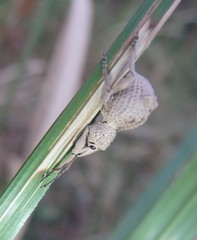Leptopius tetraphysodes