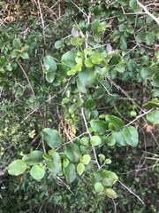 Dovyalis rhamnoides