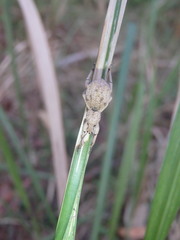Leptopius tetraphysodes