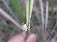 Leptopius tetraphysodes