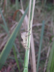 Leptopius tetraphysodes