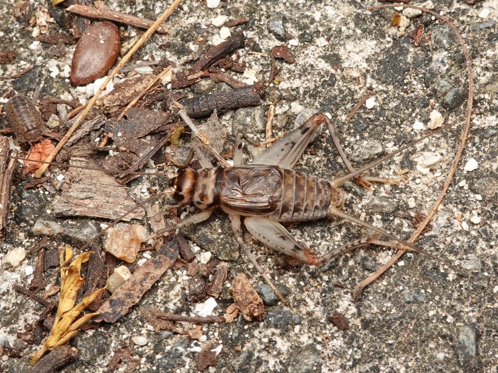 tropical-house-cricket-in-june-2023-by-orthoptera-jp-inaturalist