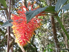 Palicourea tetraphylla
