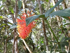 Palicourea tetraphylla