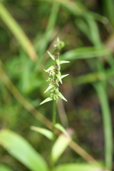 Platanthera aquilonis