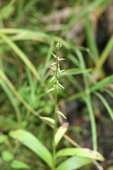 Platanthera aquilonis