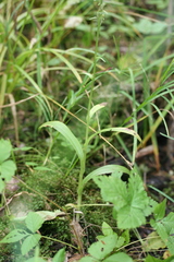 Platanthera aquilonis
