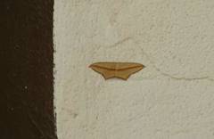 Timandra convectaria