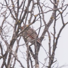Colaptes auratus luteus × cafer