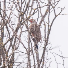 Colaptes auratus luteus × cafer