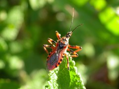 Rhynocoris rubricus