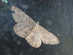 Percnia fumidaria