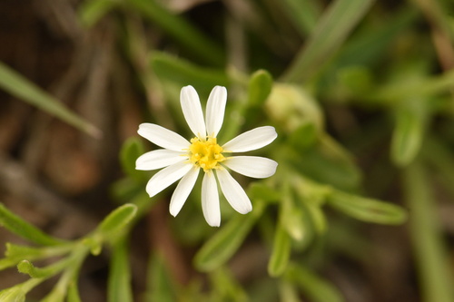 Chaetopappa asteroides var. asteroides
