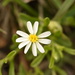Chaetopappa asteroides asteroides - Photo (c) Aidan Campos, some rights reserved (CC BY-NC), uploaded by Aidan Campos