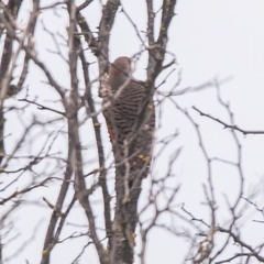Colaptes auratus luteus × cafer