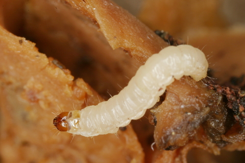 European grain moth photo 3