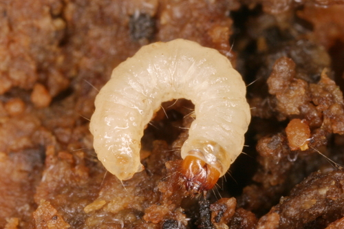 European grain moth photo 2