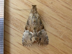 Alophosoma emmelopis