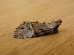 Alophosoma emmelopis