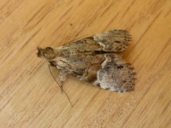 Alophosoma emmelopis