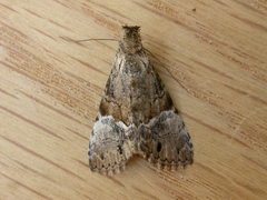 Alophosoma emmelopis