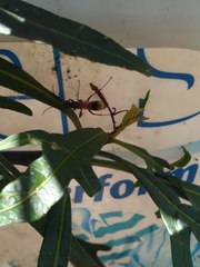 Sphictostethus calvus