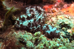 Eudistoma maculosum
