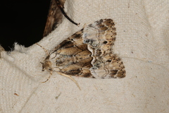 Alophosoma emmelopis