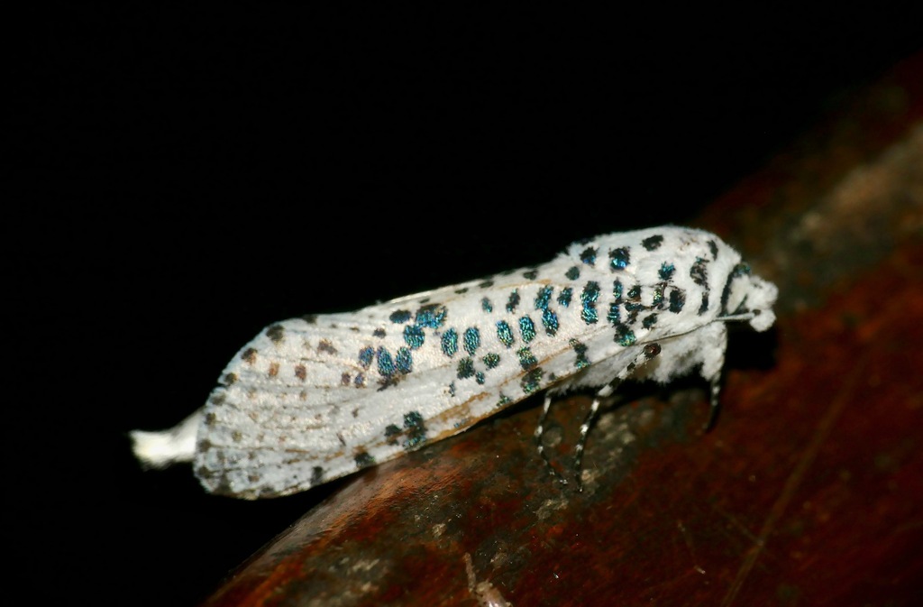 Leopard Moth