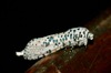 Leopard Moth - Photo (c) Bernard DUPONT, some rights reserved (CC BY-SA)
