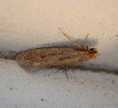 Tinea steueri