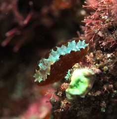 Sycozoa cerebriformis