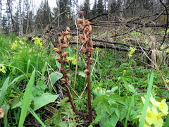 Orobanche alsatica