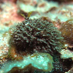 Adeonellopsis parvipuncta