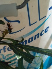 Sphictostethus calvus