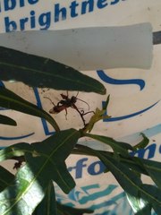 Sphictostethus calvus