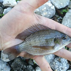 Sarotherodon melanotheron