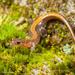 Salamandra de Webster - Photo (c) Eric C. Maxwell, algunos derechos reservados (CC BY-NC), subido por Eric C. Maxwell