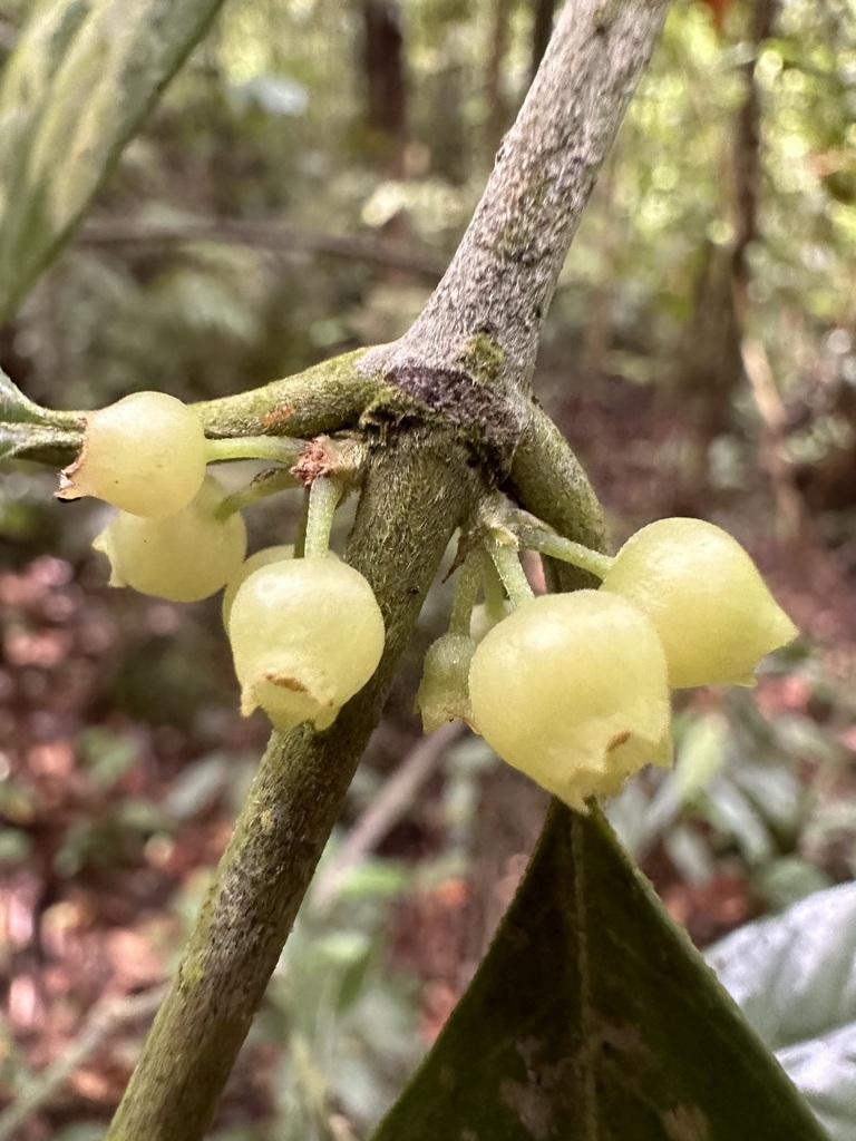 Urophyllum streptopodium (Urophyllum streptopodium)
