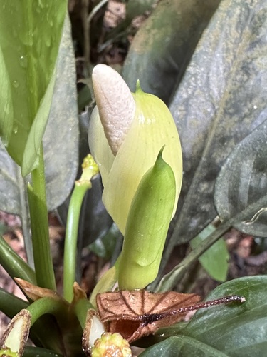 Malayan Sword (Aglaonema simplex)
