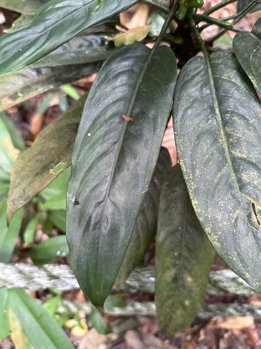 Image of Aglaonema simplex by (c) scallions, some rights reserved (CC BY)