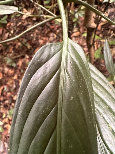 Image of Aglaonema simplex by (c) scallions, some rights reserved (CC BY)